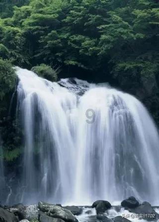逃离野鸡森林
